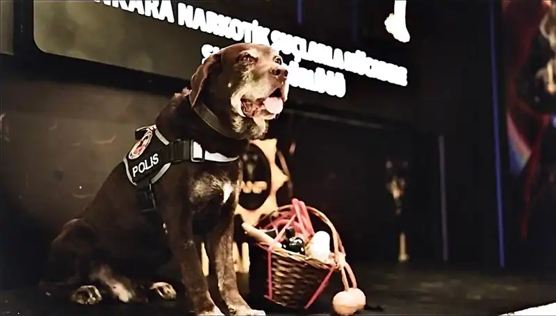 Ankara'nın Kahraman Narkotik Köpeği Toma, 11 Yıl Sonra Emekli Oldu!