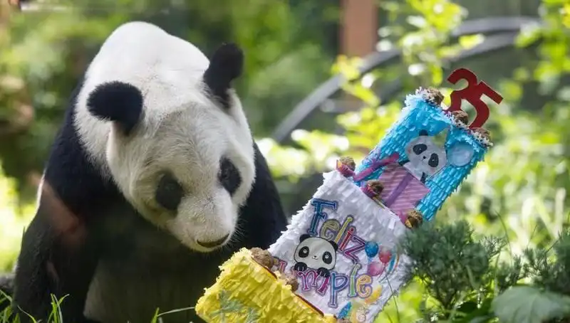 Dev Panda Xin Xin, 35. Yaşında Kutlama Coşkusu Yaşadı