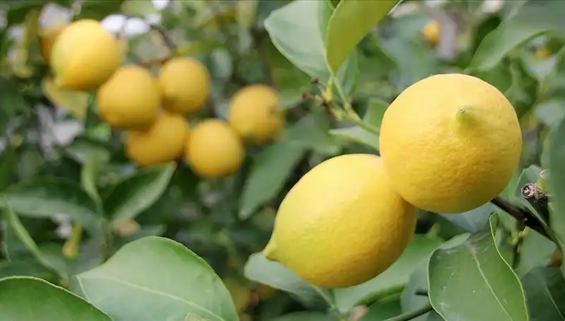 Limonun Fiyatı Dudak Uçuklatıyor: Bir Adet 24 Lira!