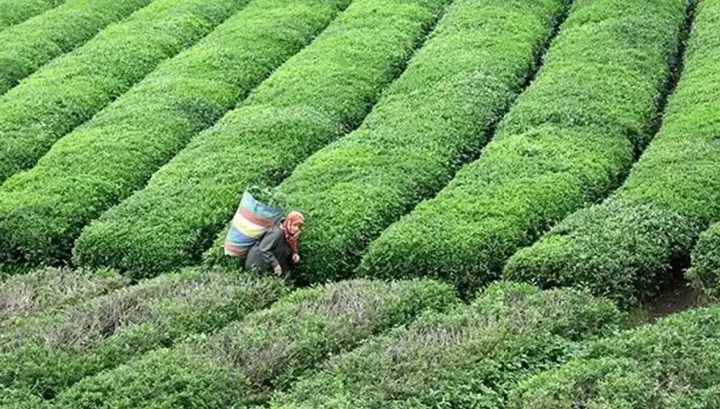 ÇAYKUR, Bayram Süresince Yaş Çay Alımına Devam Ediyor!