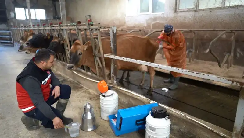 Türkiye'de Devrim Niteliğinde Bir Proje: Jersey Sperması ile Hayvancılıkta Yeni Bir Dönem