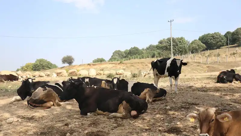 Şap Hastalığı Tedbirleri Artıyor: 22 Köyde Giriş ve Çıkışlar Kısıtlandı